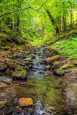 Yeşil ormanlı güzel bir nehir..