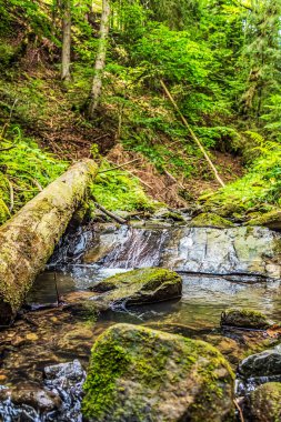 Yeşil yosunlu şelale