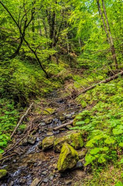 Karpatlar 'daki güzel orman nehri