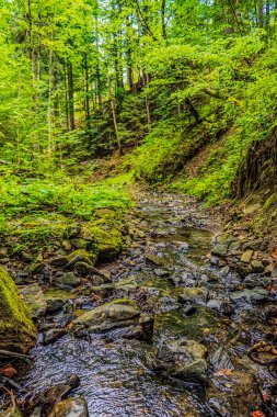Ormanda gün ışığında yeşilliklerle çevrili güzel bir nehir manzarası.