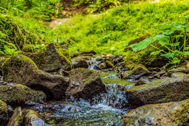 Ormanın güzel manzarası