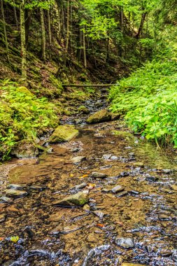 Ormanın ortasında yeşilliklerle çevrili bir nehrin dikey görüntüsü.