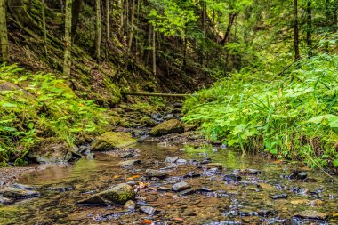 Ormanda güzel bir şelale, doğa geçmişi