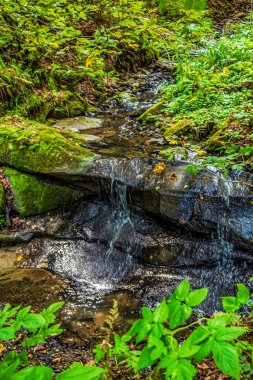 Ormanda güzel bir şelale