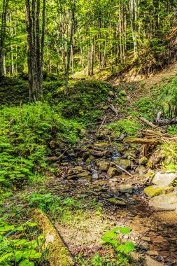 Ormandaki bir derenin dikey görüntüsü.