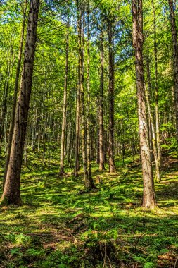 Dağlardaki güzel orman. Doğa