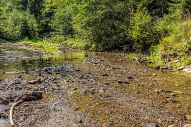 Ormandaki nehrin dikey görüntüsü.