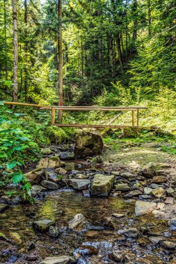 ormanda güzel nehir