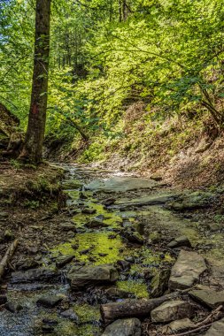 Ormanın ve nehrin ormandaki güzel bir görüntüsü.
