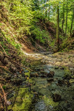 Ormanda akan güzel bir derenin dikey görüntüsü ve gün ışığında ağaçlar..
