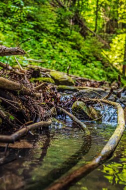 Güneşli bir günde, ormanda güzel bir şelale.