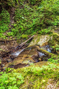 Ormanda güzel bir şelale