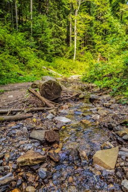 Ormandaki bir derenin dikey görüntüsü.