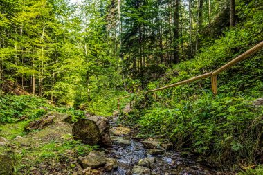 Dağlardaki güzel orman