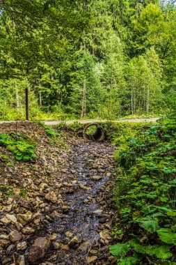 Dağlardaki güzel dağ ormanları