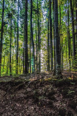 Sonbaharda ağaçların güzel bir fotoğrafı.