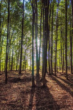 Yeşil çimenleri ve ağaçları olan güzel bir orman.