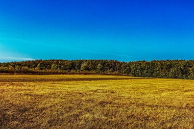 Mavi gökyüzü ve beyaz bulutlarla sonbahar tarlası