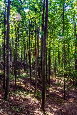 Yeşil ağaçlı orman ve bulutlu mavi gökyüzü