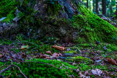 Yeşil yosun kaplı ağaçların dikey görüntüsü