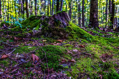 Ormanın güzel manzarası