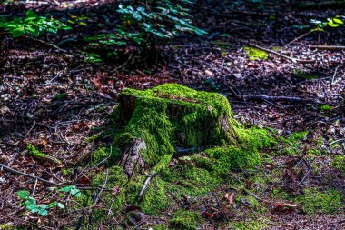 Doğanın güzel manzarası