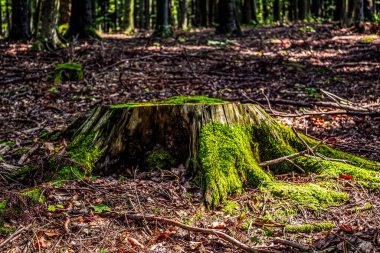 Yazın ormanda yosun tutmuş yaşlı bir kütük.