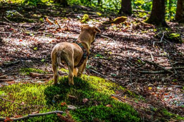 Dağlardaki ormanda bir köpek yürüyor.