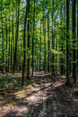 Sabah ormanın güzel manzarası.