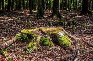 Ormandaki yaşlı ağaç kütüğü