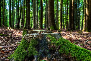 Ağaçlarla çevrili eski bir kütüğün dikey görüntüsü.