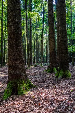 Doğanın güzel manzarası