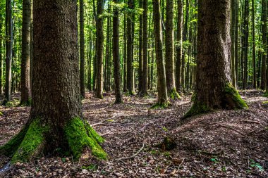 Ağaçların ortasında bir orman