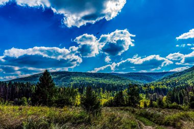 Yeşil tepelerin dikey görüntüsü ve ormandaki mavi gökyüzü.