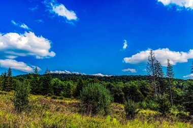 Orman ve mavi gökyüzü