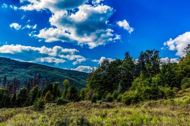 Karpat dağlarındaki dağlarda yeşil çimenler ve ağaçlarla güzel bir yaz manzarası