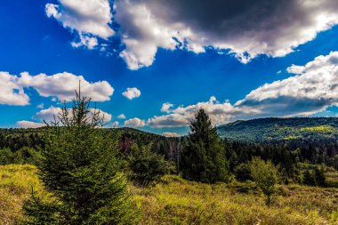 Mavi bulutlu gökyüzünün altındaki yeşil ormanın güzel manzarası.