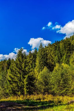 Güzel mavi ormanı olan bir orman.