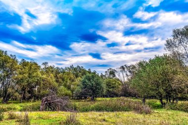 Güzel bir manzara Ağacı ve mavi gökyüzü