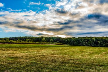 Arkasında ağaç olan yeşil bir tarlanın güzel bir görüntüsü.