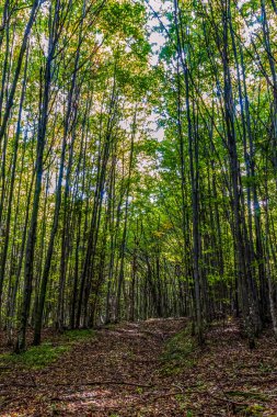 Ağaçlı ve yeşil yapraklı sonbahar ormanı
