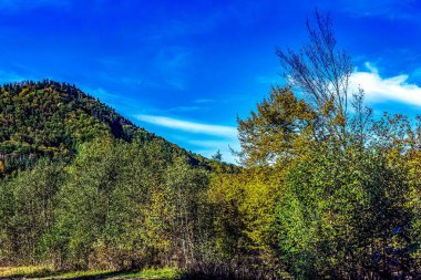 Ağaçlar ve dağlarla dolu sonbahar manzarası