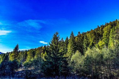 Ormanın güzel manzarası