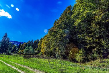 Ağaçların arasından geçen güzel bir ormanın dikey görüntüsü.