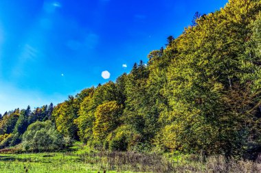 güneşli bir sonbahar gün ormanda