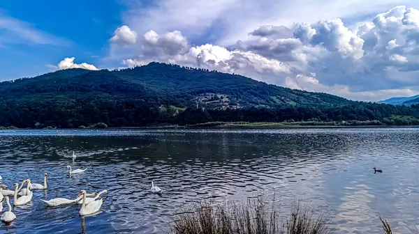 Dağlarda gölü olan güzel beyaz kuğular.