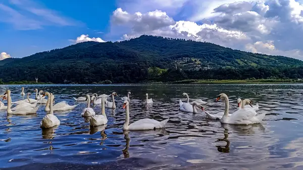 Gölde beyaz kuğular