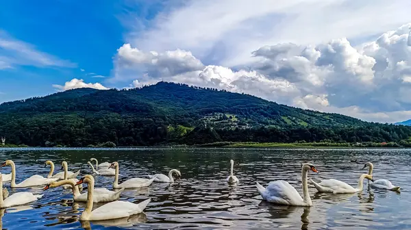 Gölde güzel kuğular