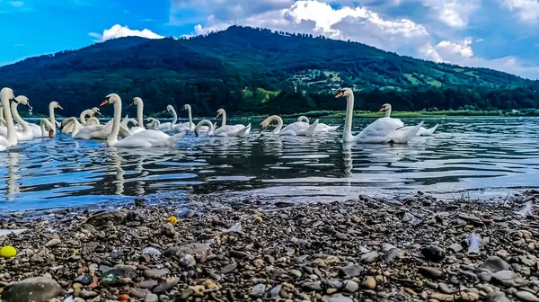 Gölde kuğular. Dağlarda kuğular.