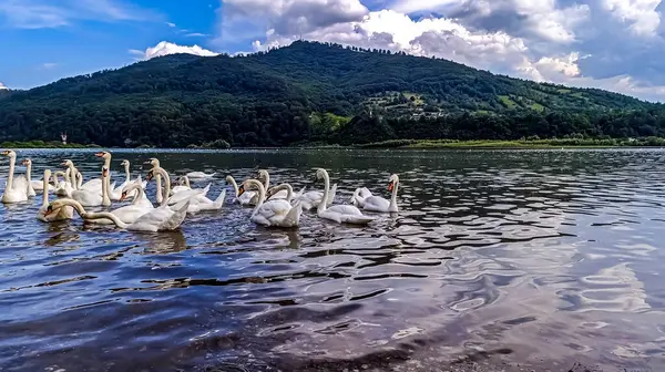 Gölde güzel beyaz kuğular